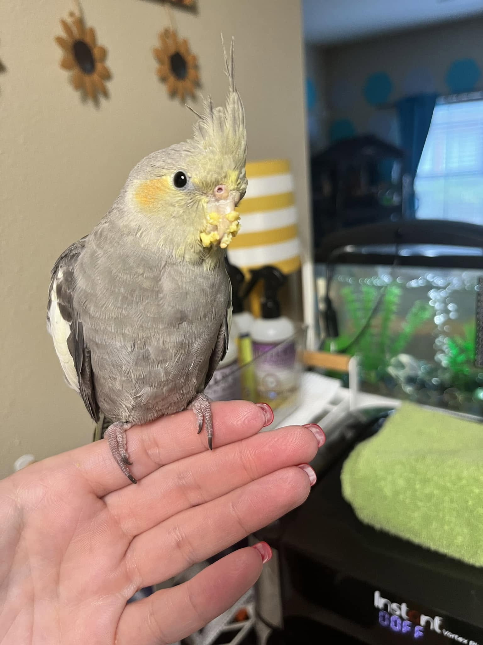 budgie cockatiel canary different bird species diet