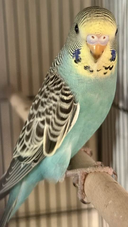 budgie cockatiel welfare standards UK 