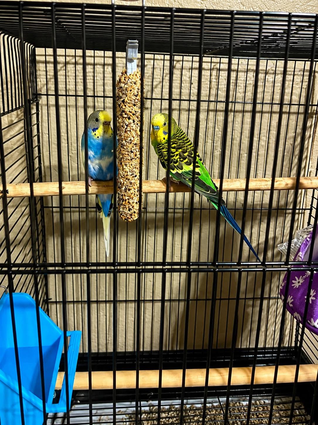 budgie cramped small cage welfare concern uk