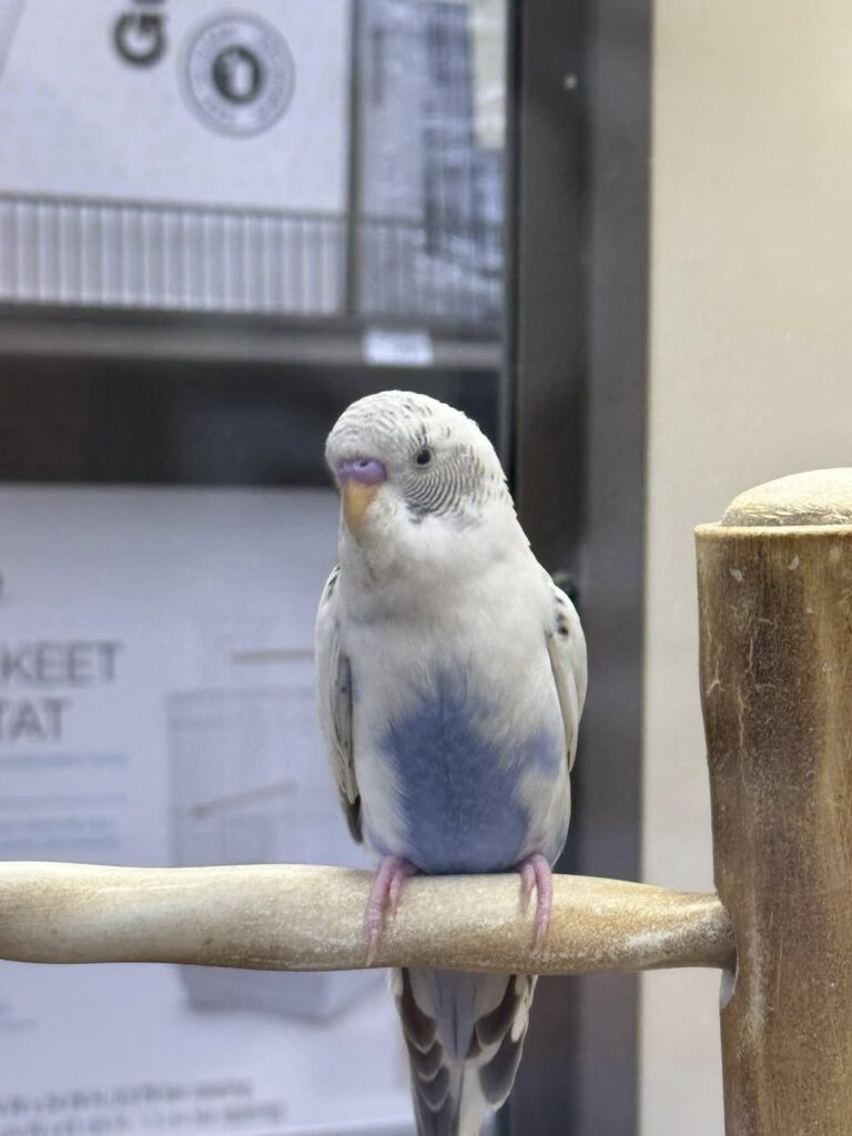 budgie cucumber serving size UK correct amount.