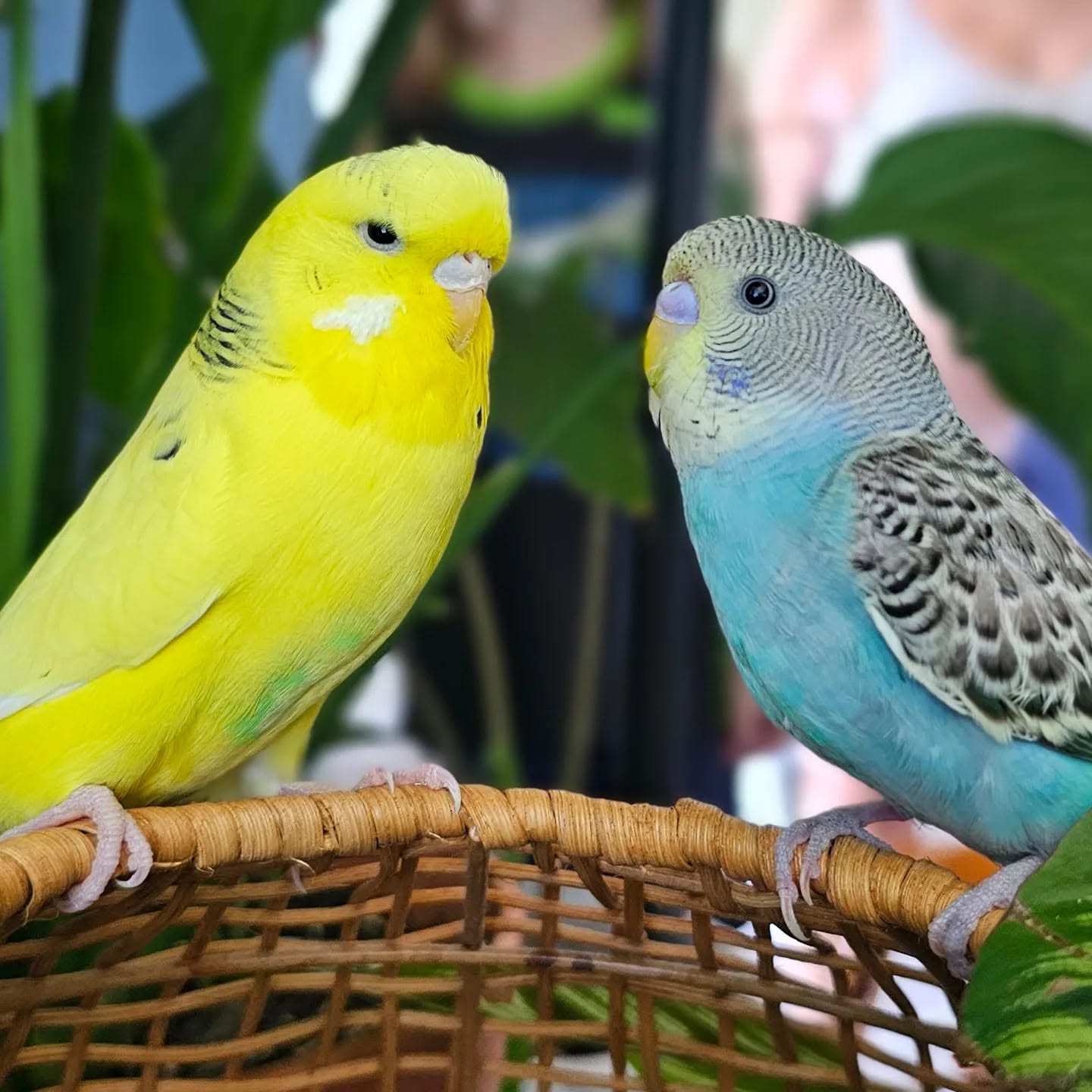 budgie dead cage PTFE poisoning UK