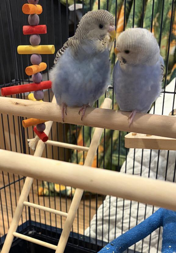budgie diet lifespan seed only vs varied food UK.