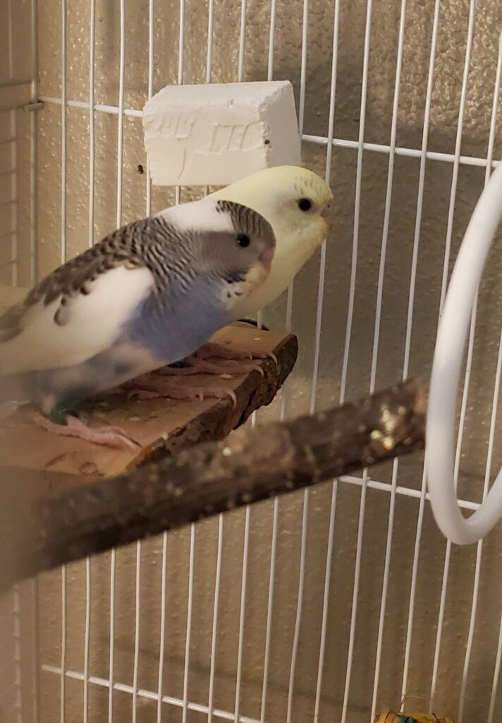 budgie diet uk varied food not just seed 