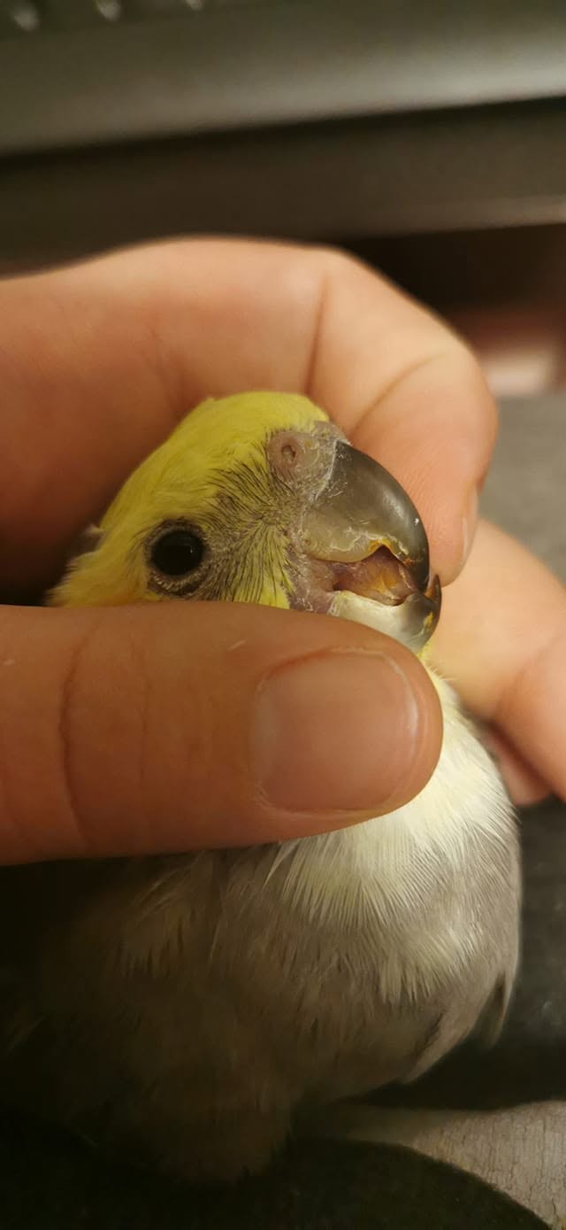 budgie difficulty eating tongue beak problem UK