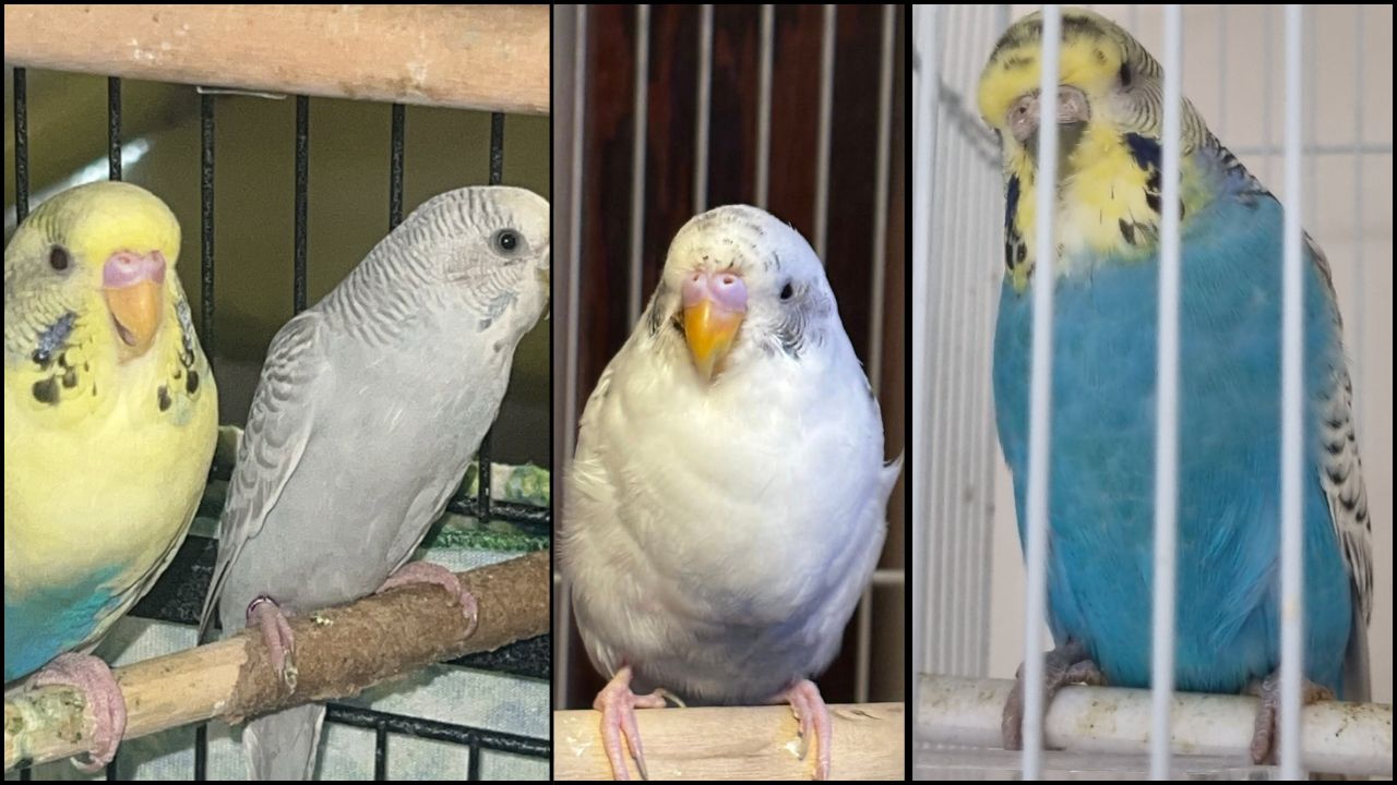 budgie dirty bottom UK health sign guide