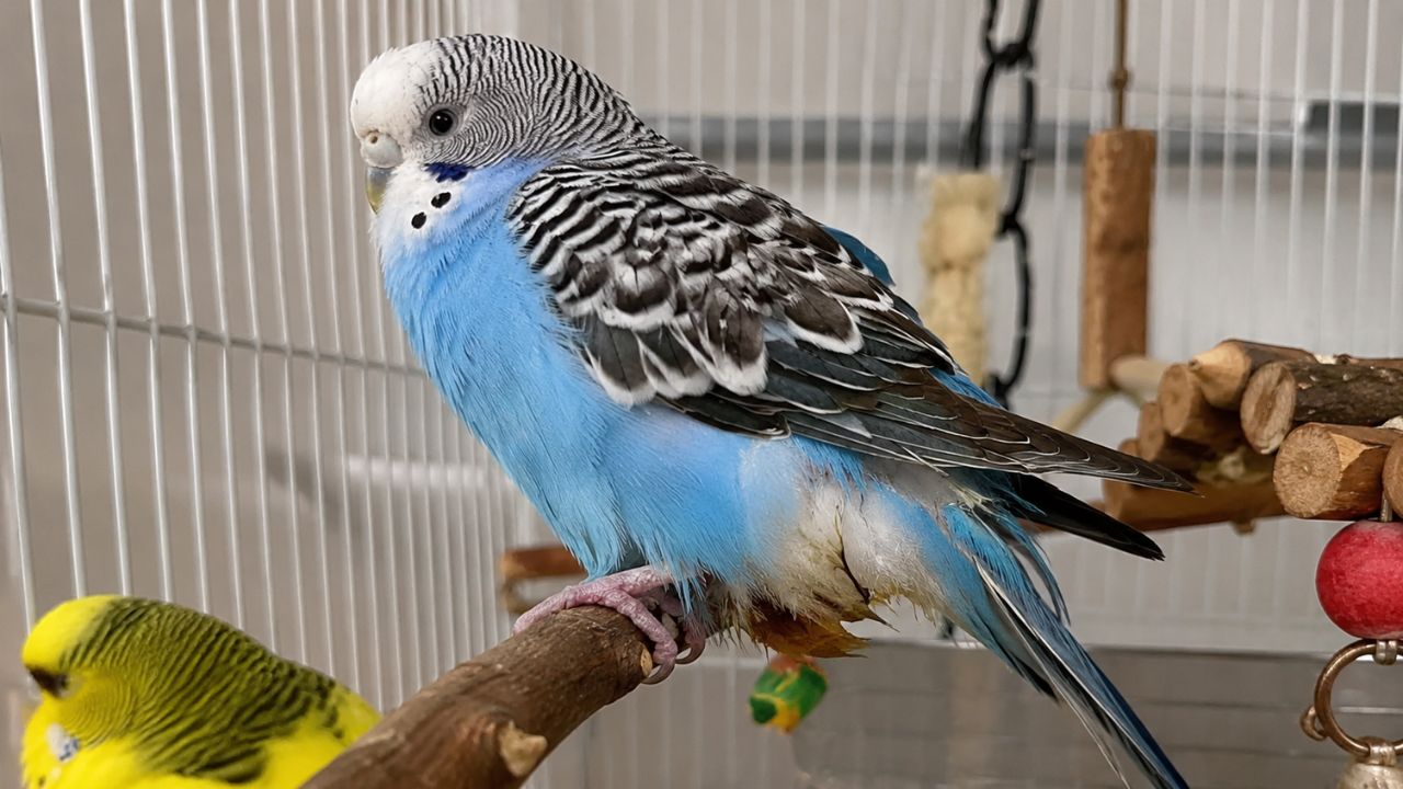 budgie dirty wet vent guide paradise pets swindon