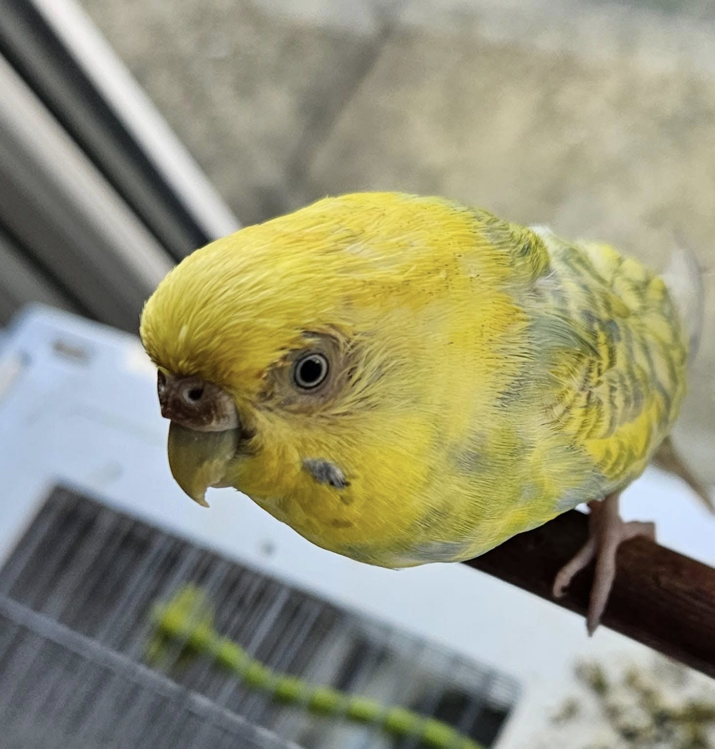 budgie dull feathers poor condition seed only diet uk 