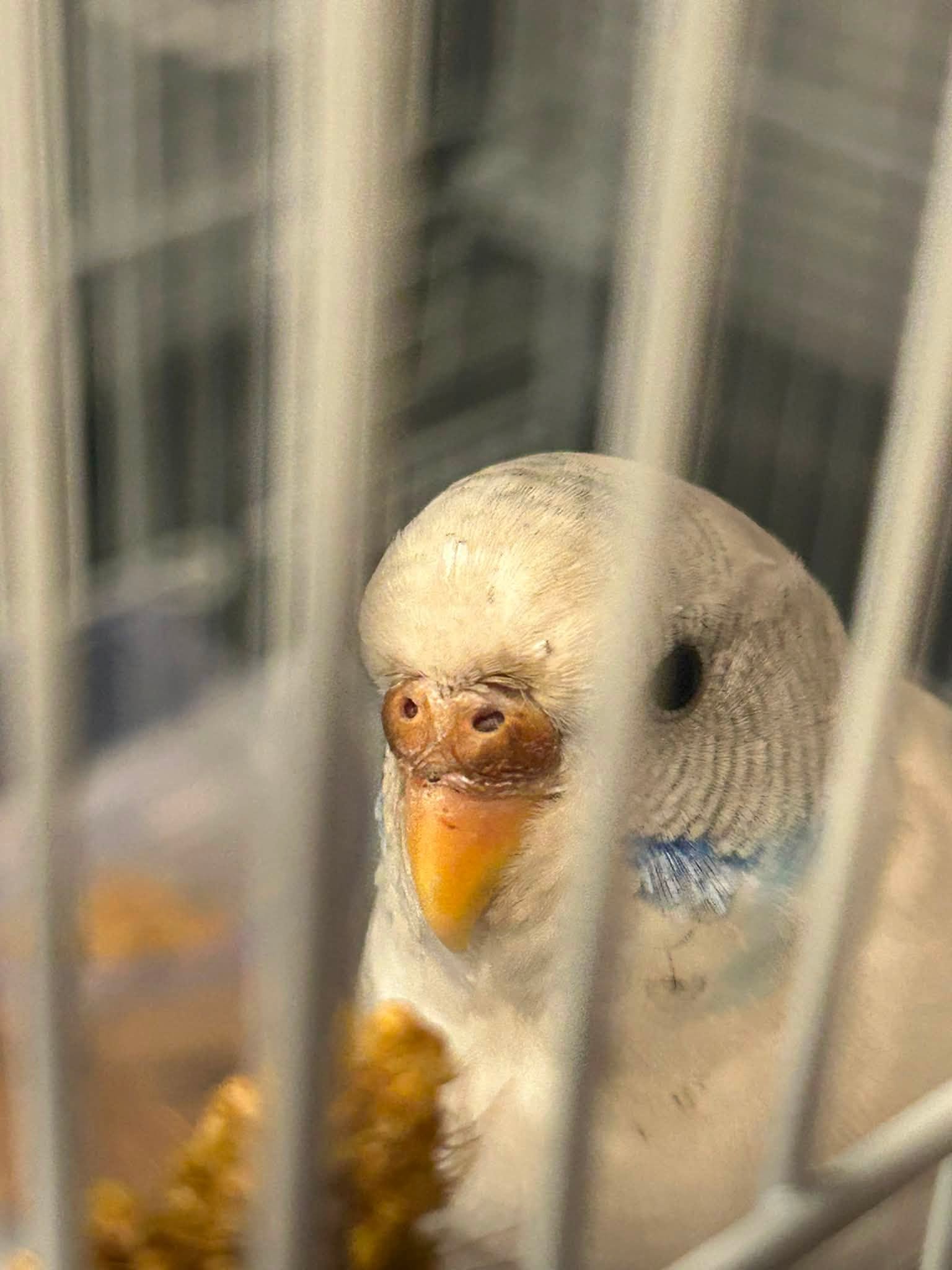 budgie early signs of illness UK