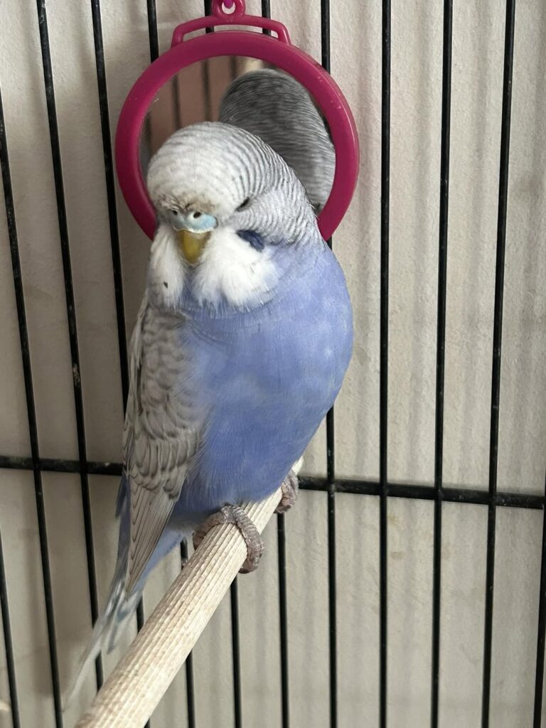 budgie eating cucumber UK safe food