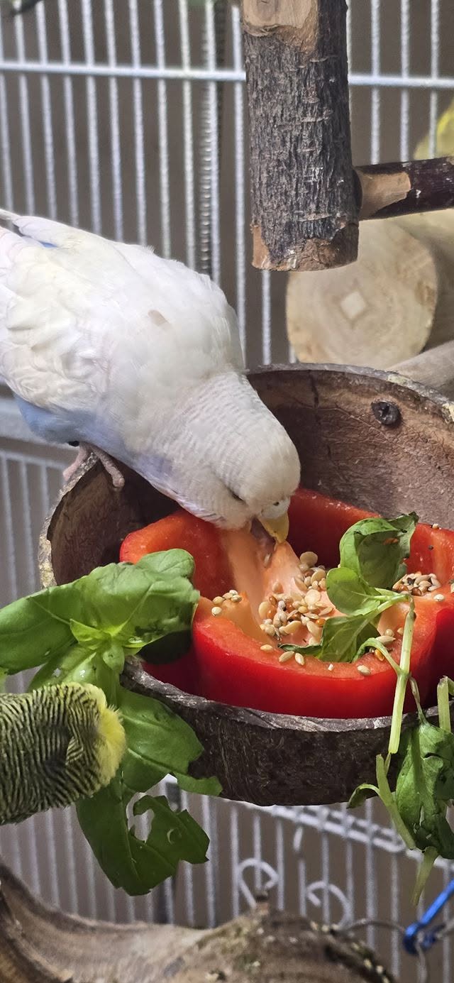 budgie eating fresh vegetables healthy diet UK 