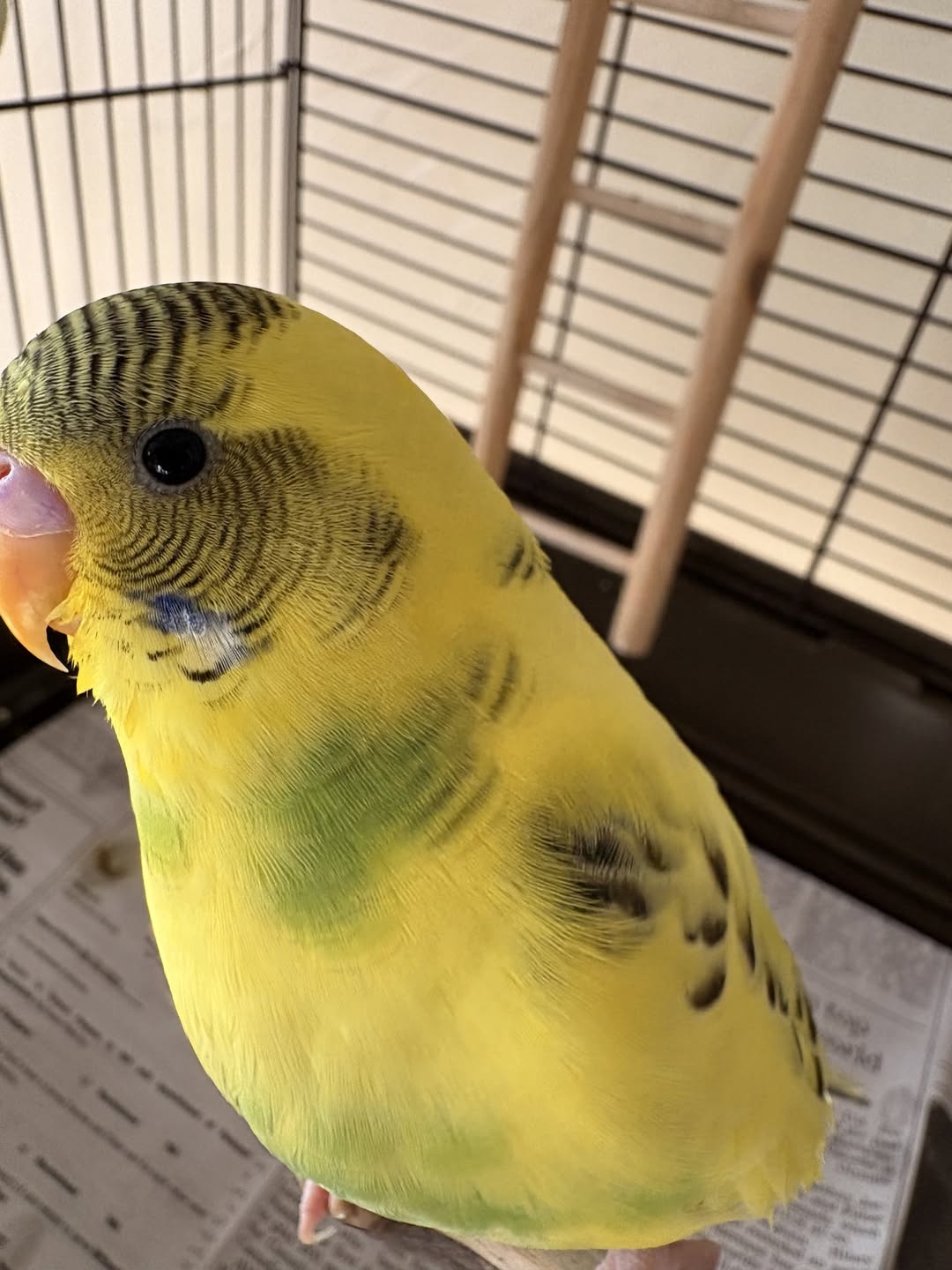 budgie eating seed bowl healthy droppings UK