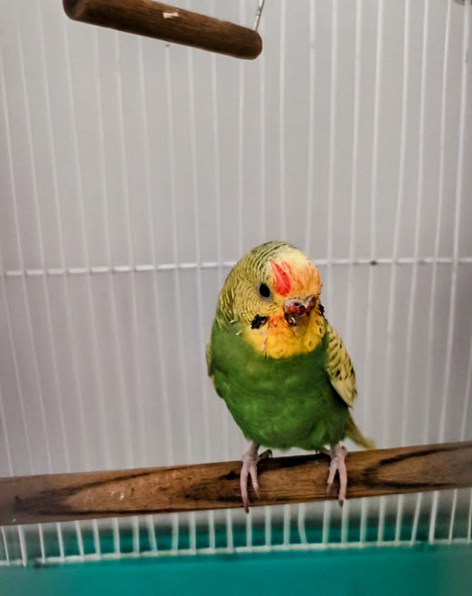 budgie eating strawberry leaf UK safe