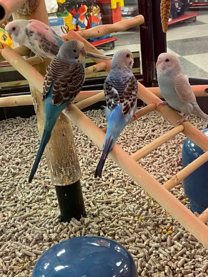 budgie end of life comfort UK final care