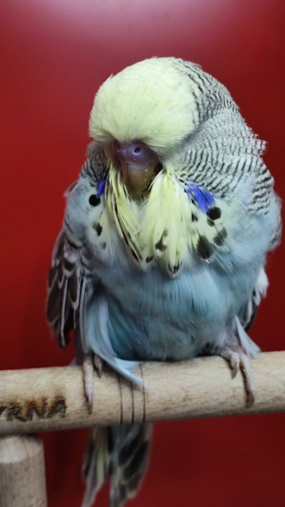 budgie eye discharge and nasal discharge respiratory signs