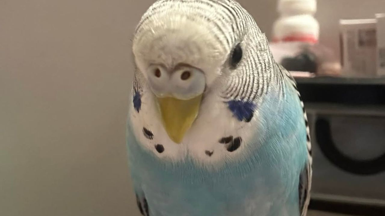 budgie falling off perch UK night fright