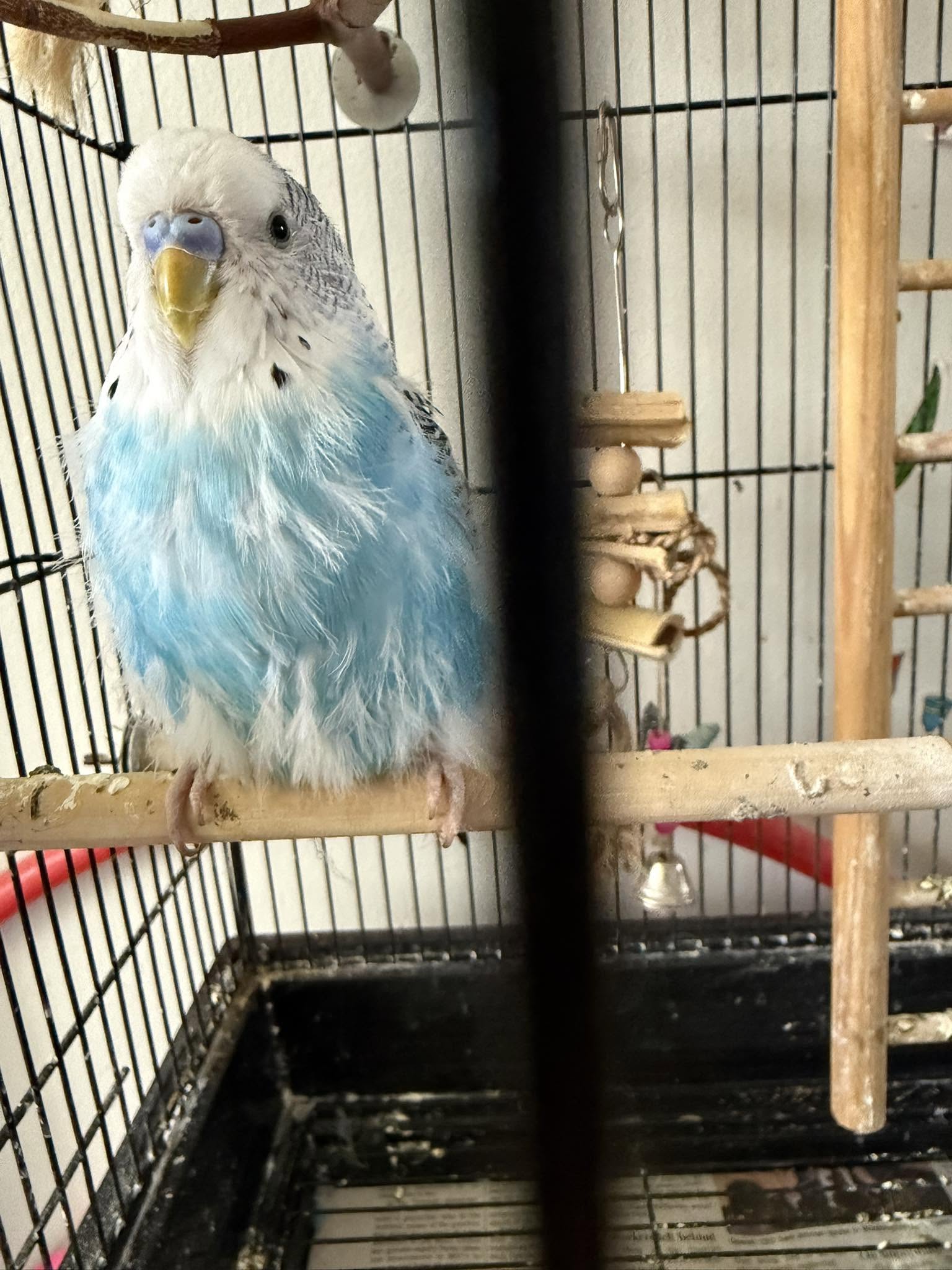 budgie feather assessment five minute check UK