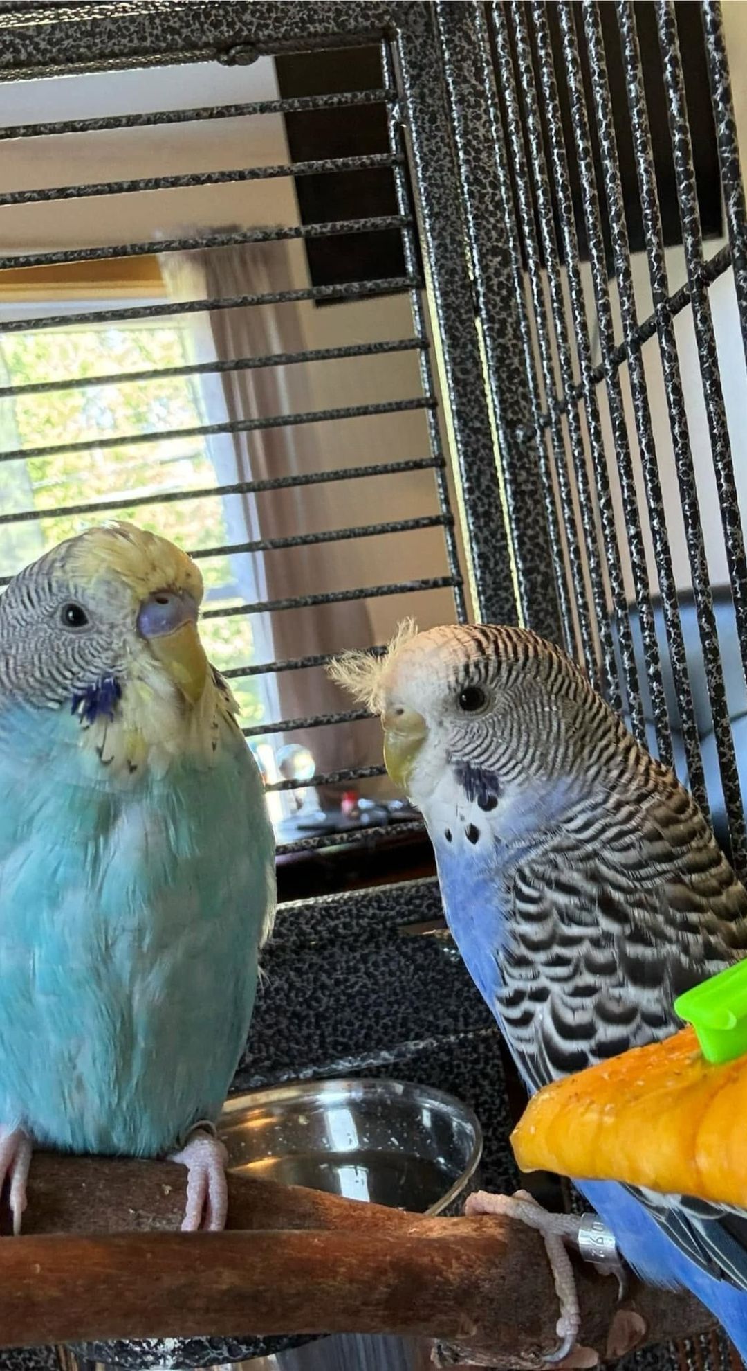 budgie feather barbering companion bird UK head