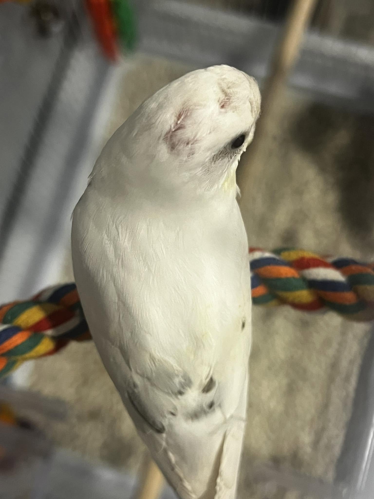 budgie feather loss diagnostic comparison UK