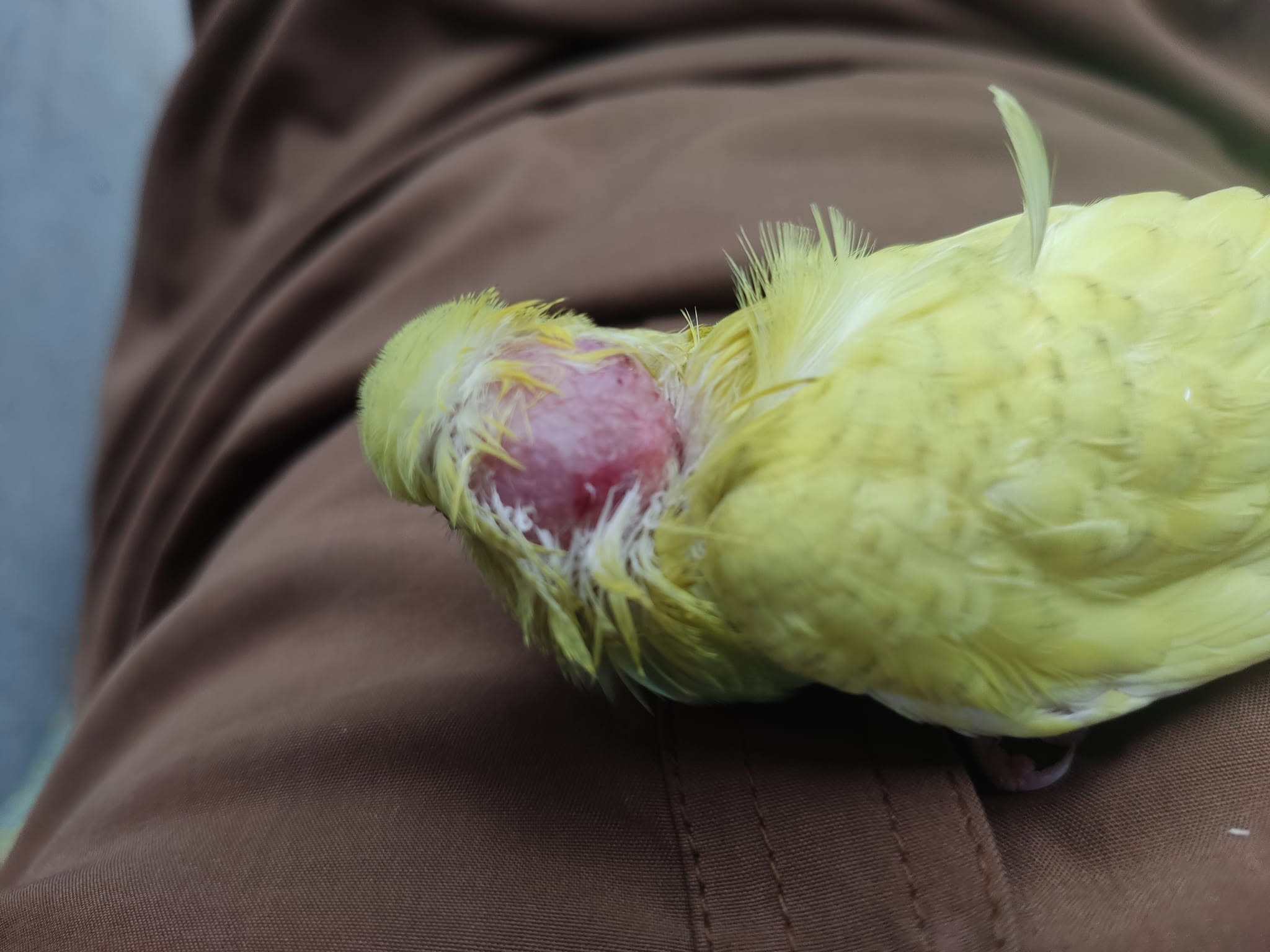 budgie feather plucking bald patches UK