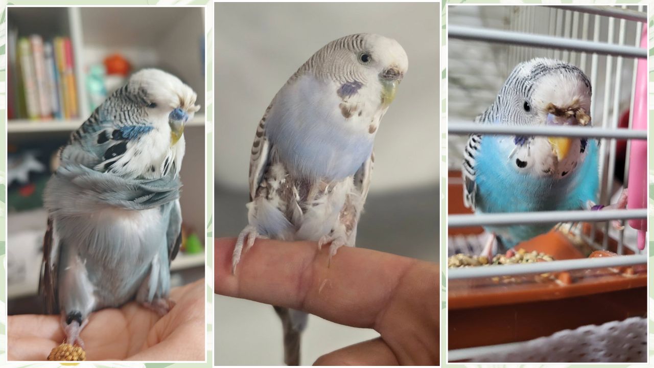 budgie feather plucking causes UK