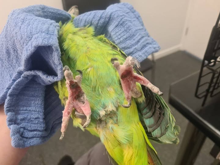 budgie feet gripping natural wood perch