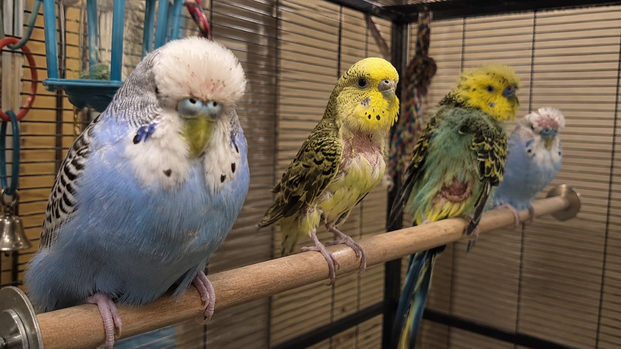 budgie first moult what normal looks like uk