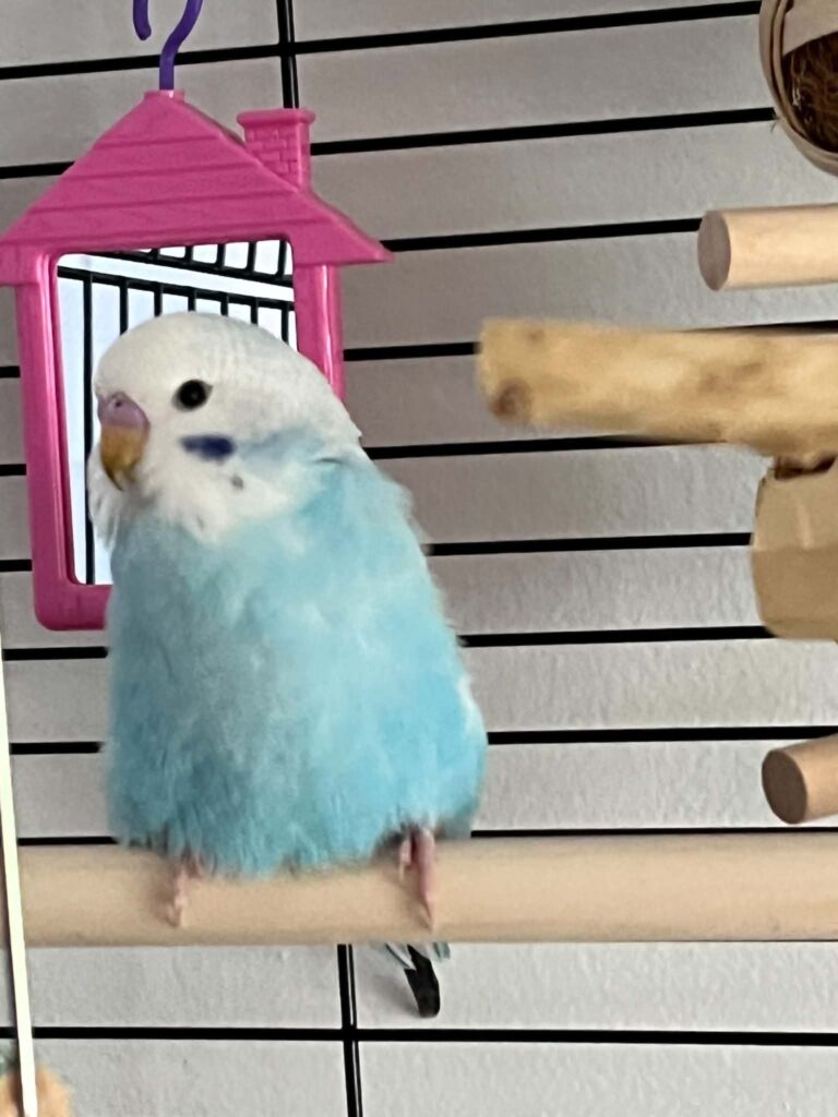 budgie fixated on mirror in cage