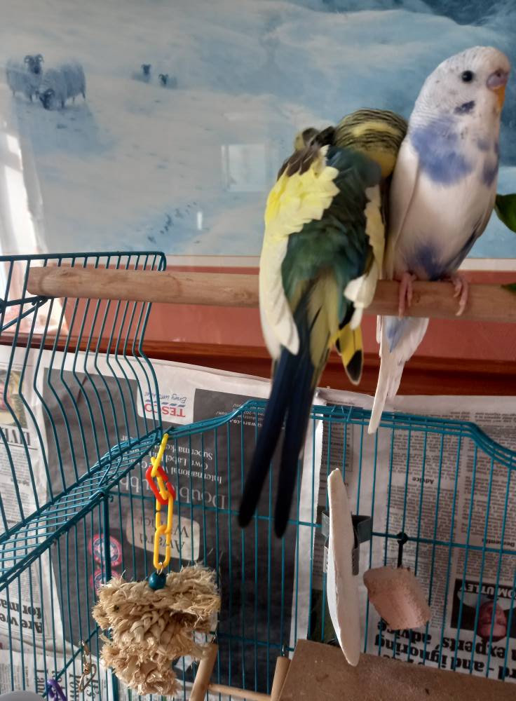 budgie flapping wings on perch at Paradise Pets Swindon