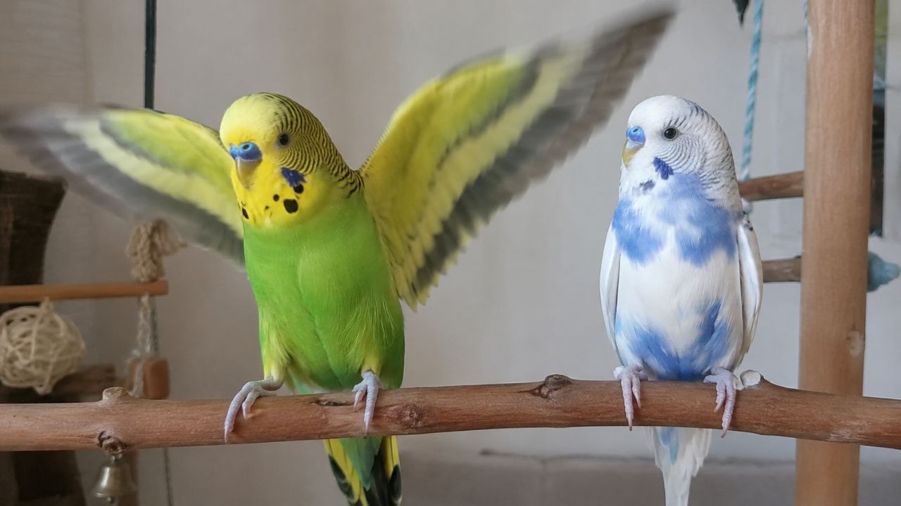 budgie flapping wings on perch