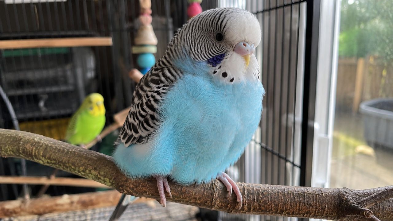budgie fluffed up feathers summer UK what does it mean