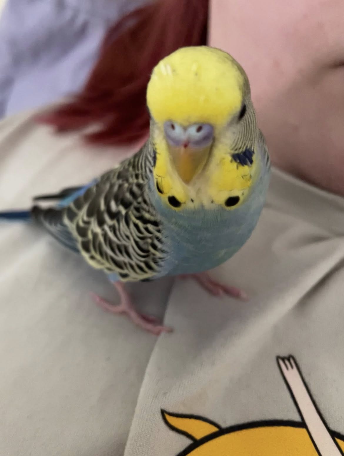 budgie flying into mirror UK living room hazard 