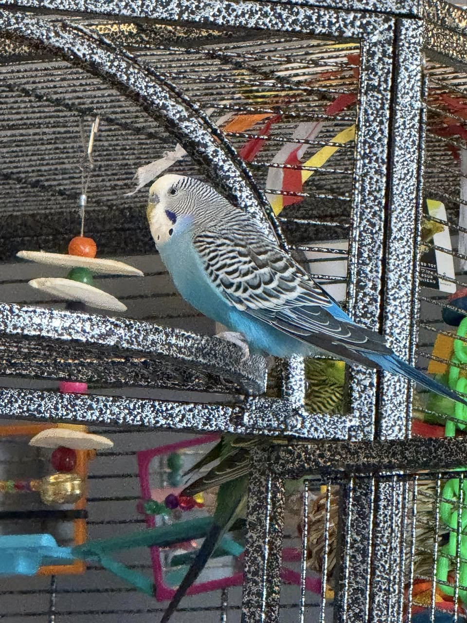 budgie fresh food strawberry UK how to offer