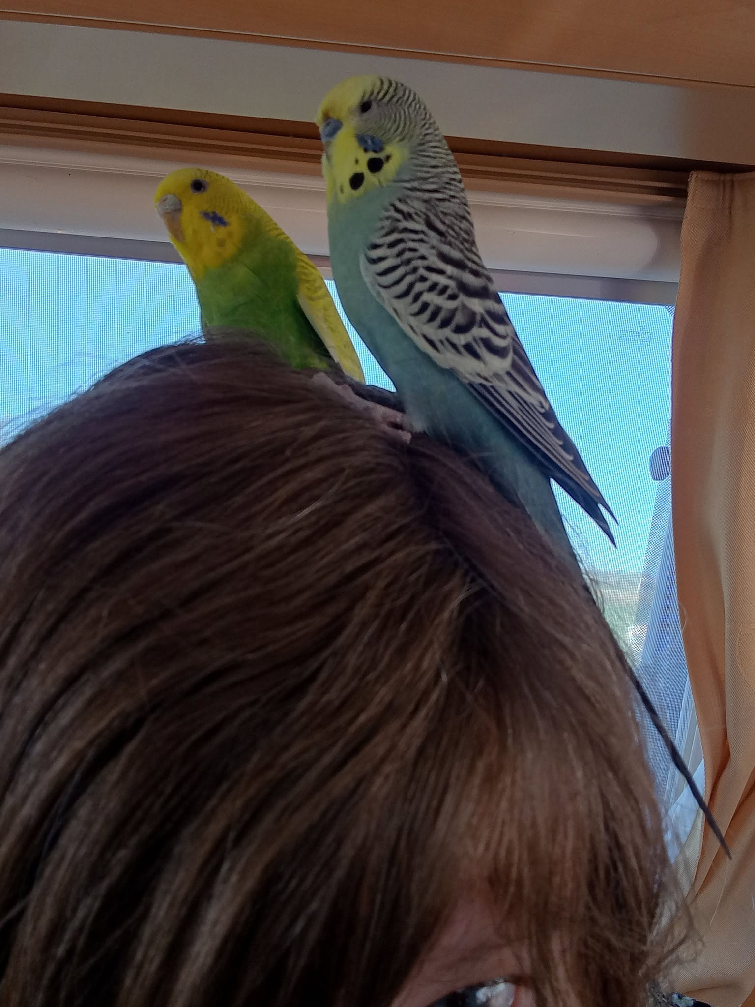 budgie fresh food summer heat UK cucumber