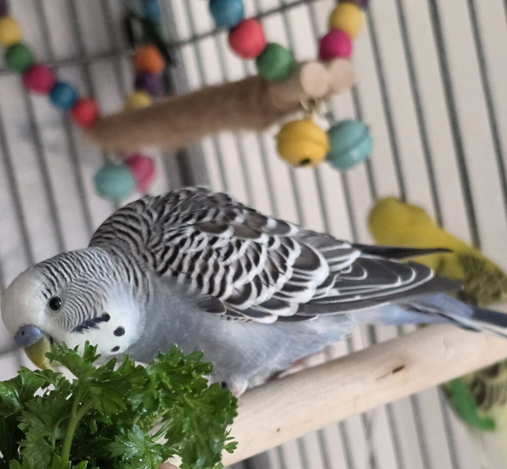 budgie fresh food variety UK cucumber alongside greens