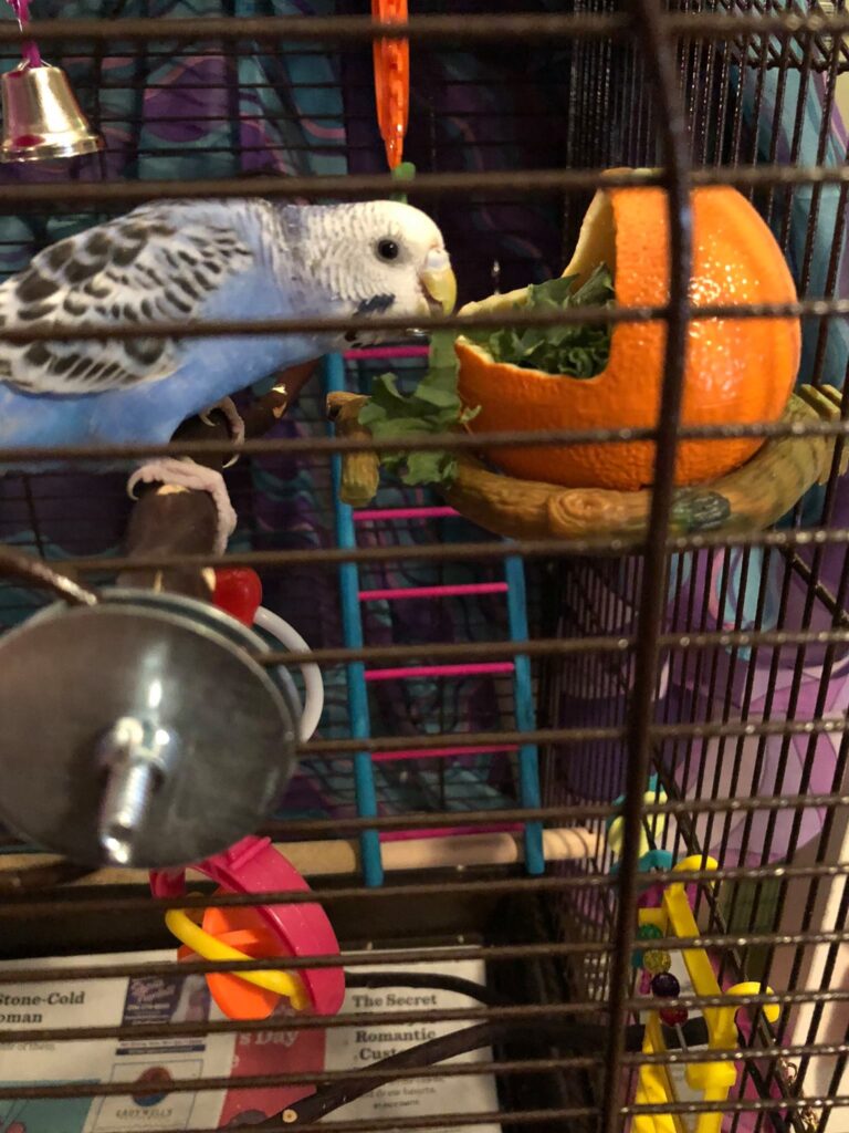 budgie fresh vegetables diet water uk