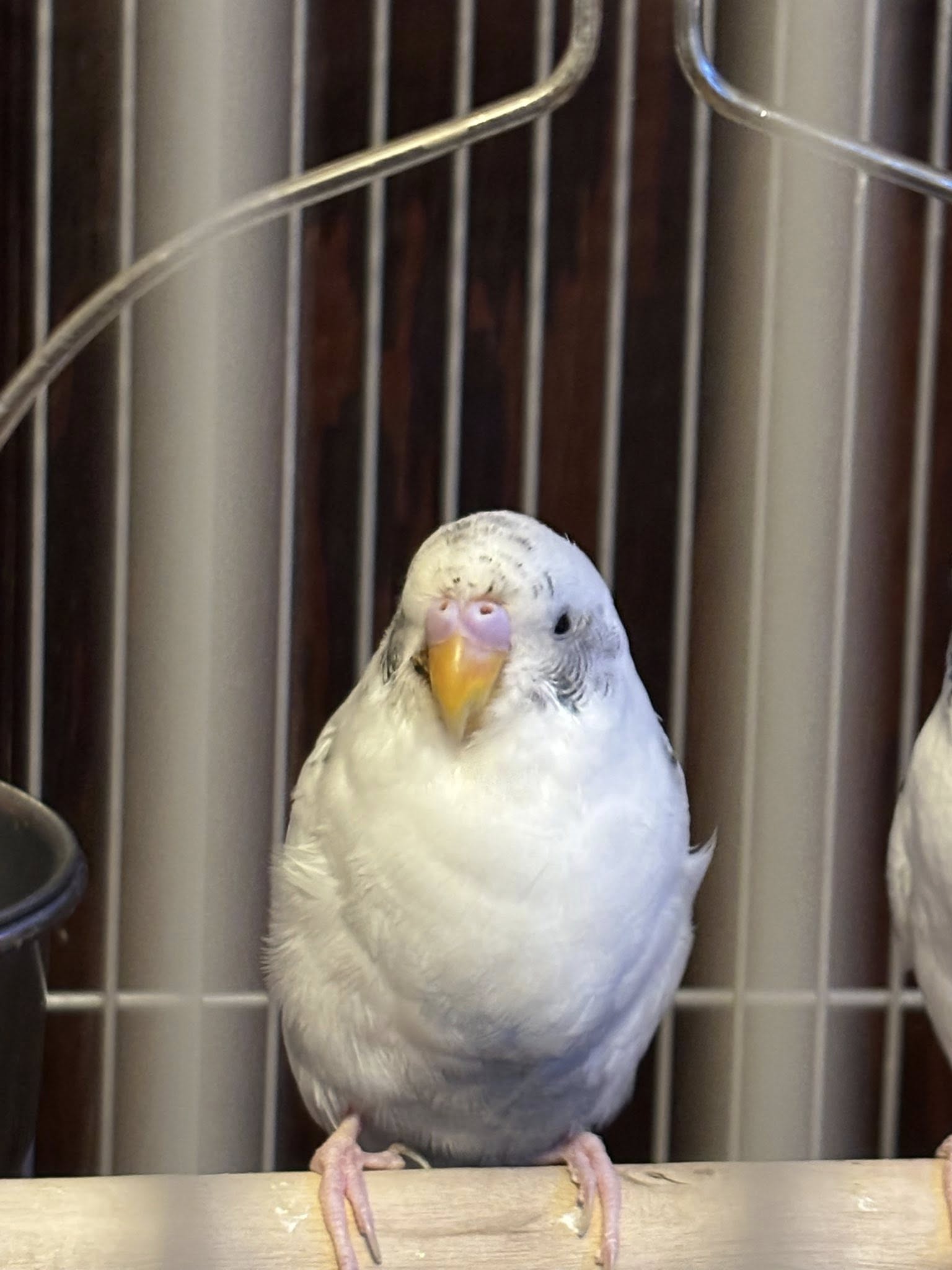 budgie gastrointestinal infection vet test UK 