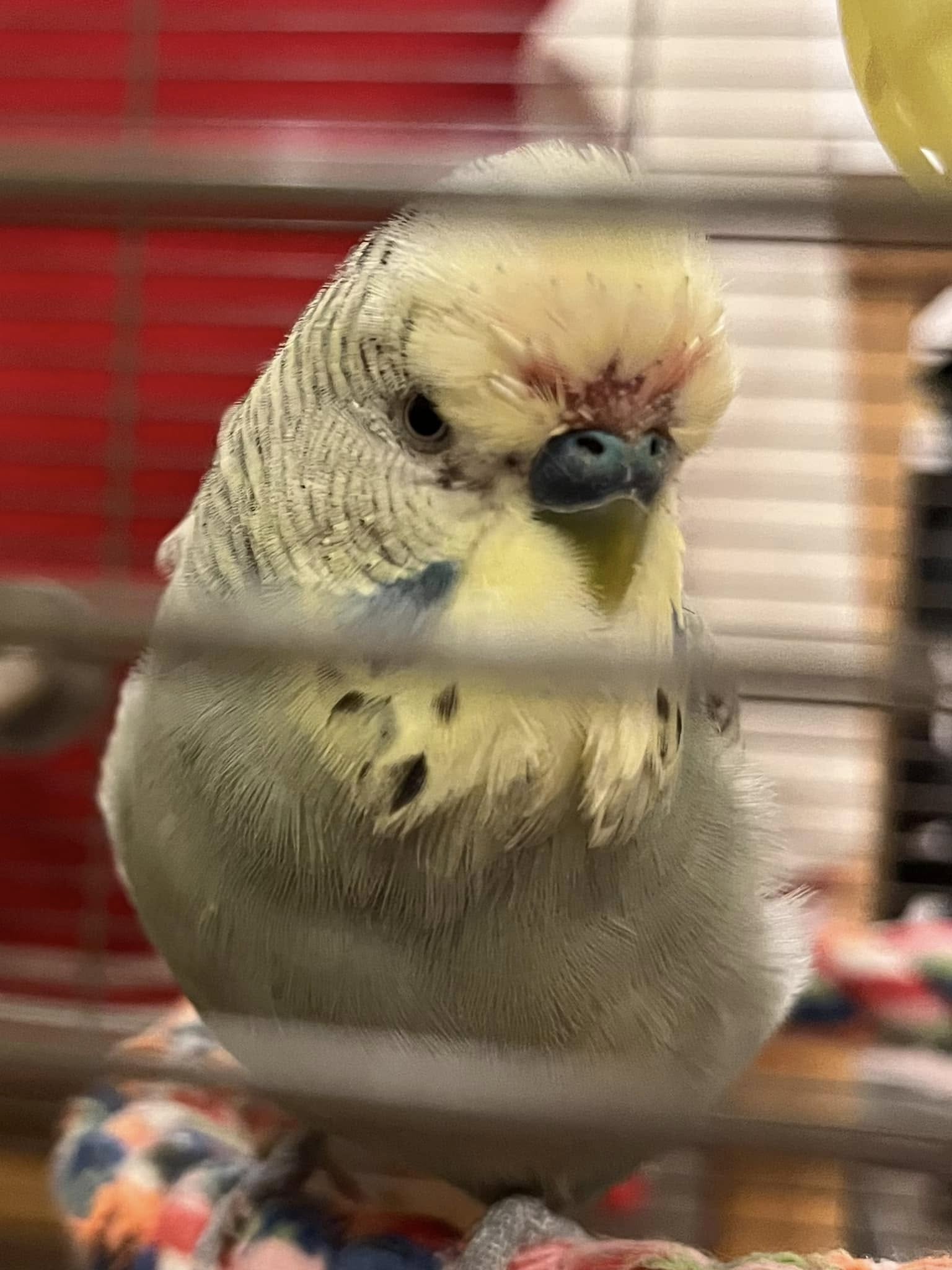 budgie going through first moult scruffy patchy uk