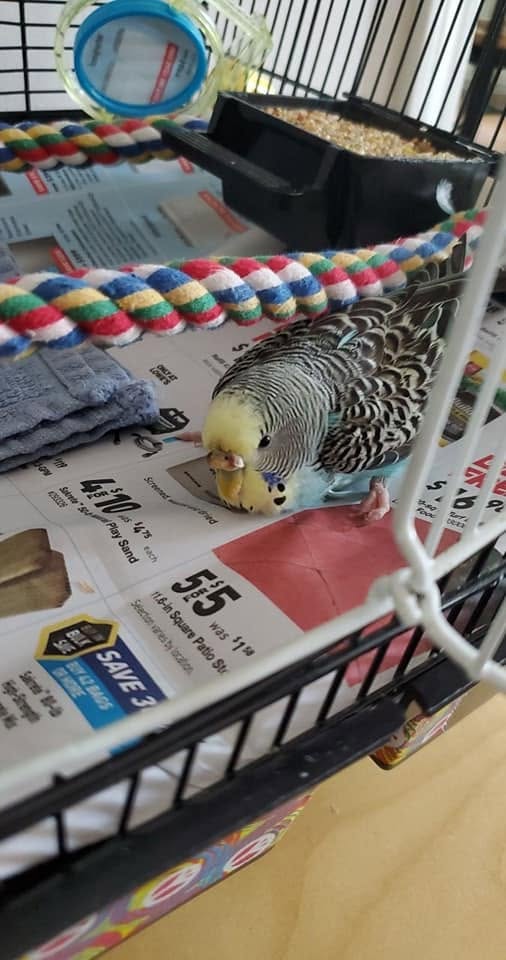 budgie gripping perch feet UK