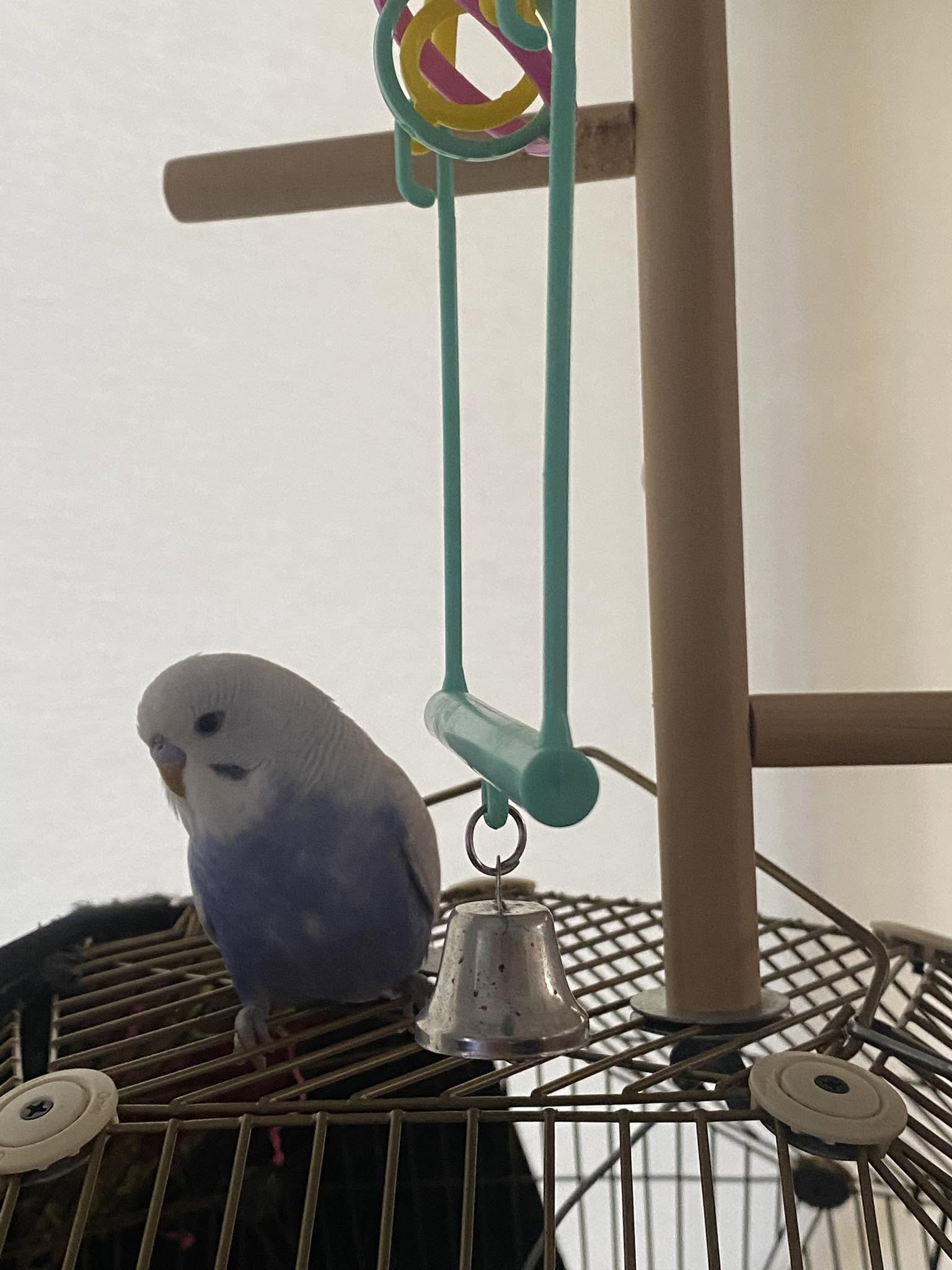 budgie gripping perch tendon locking mechanism feet