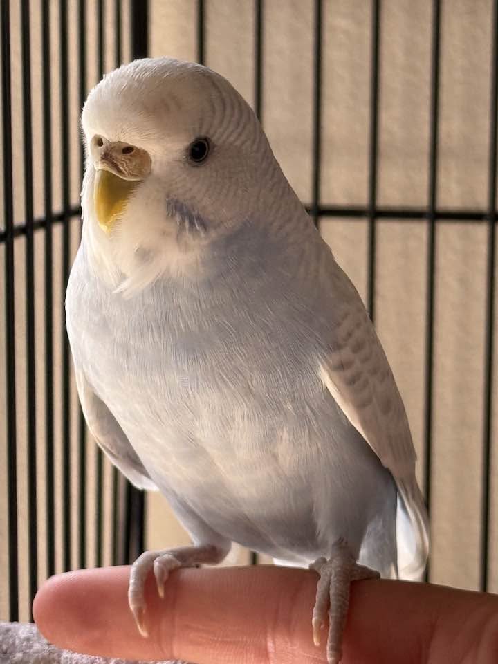 budgie handling care summer behaviour UK