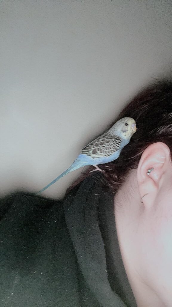 budgie head bobbing bonding behaviour