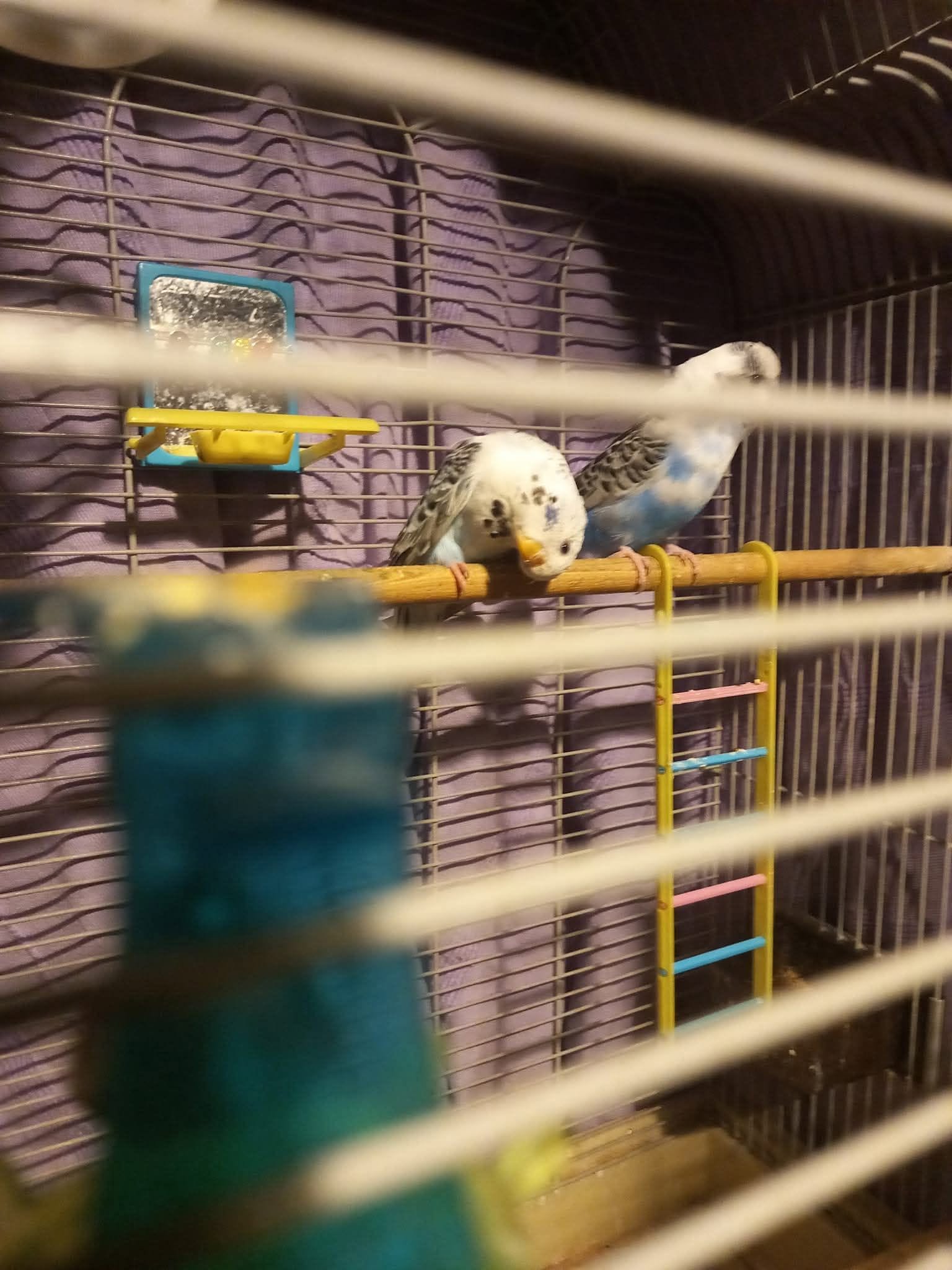 budgie head tilt neurological sign UK urgent 