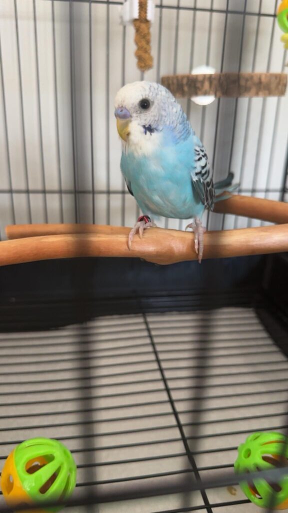 budgie healthy drinking warm weather uk