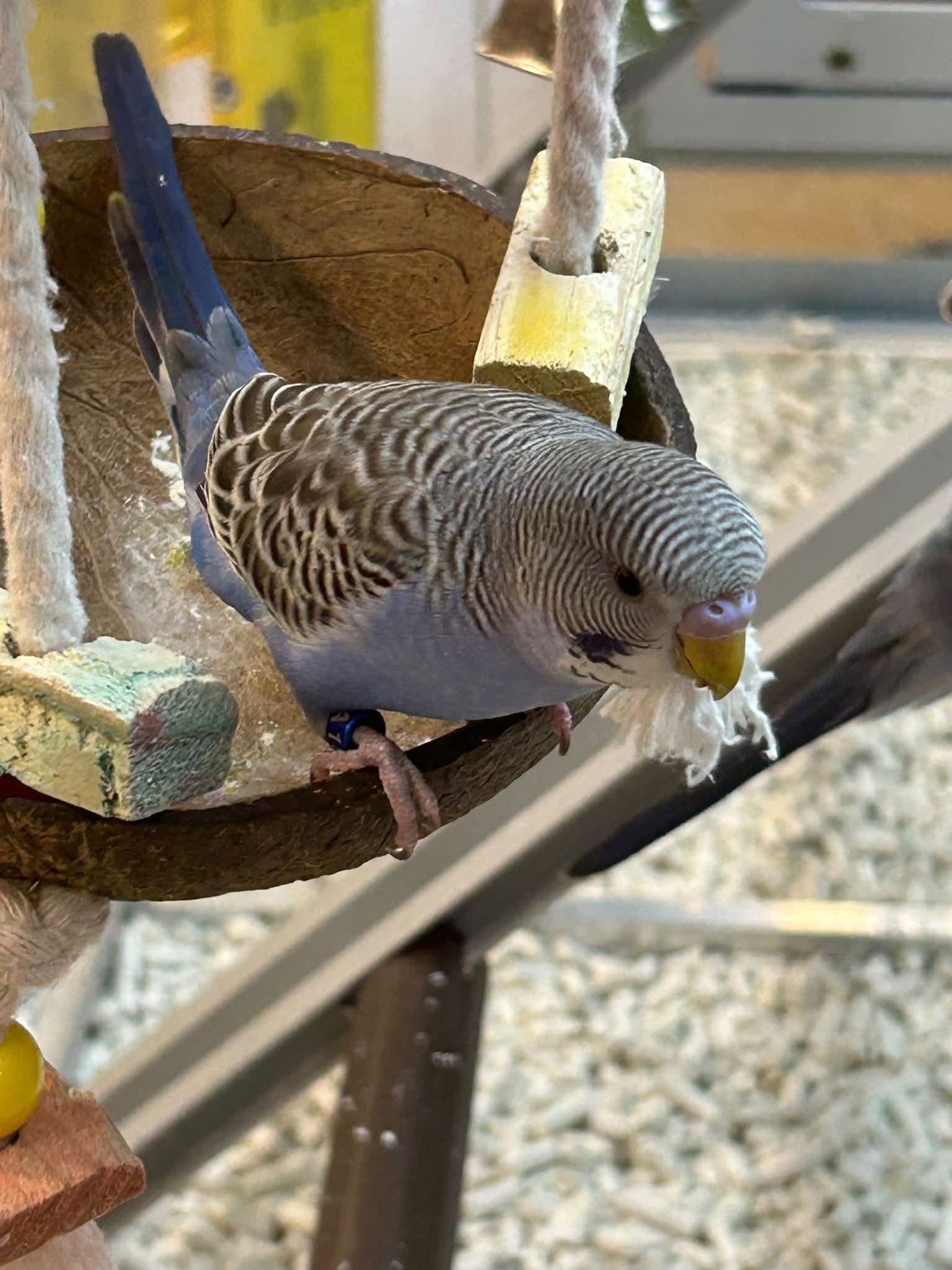 budgie heat stress signs UK act now 