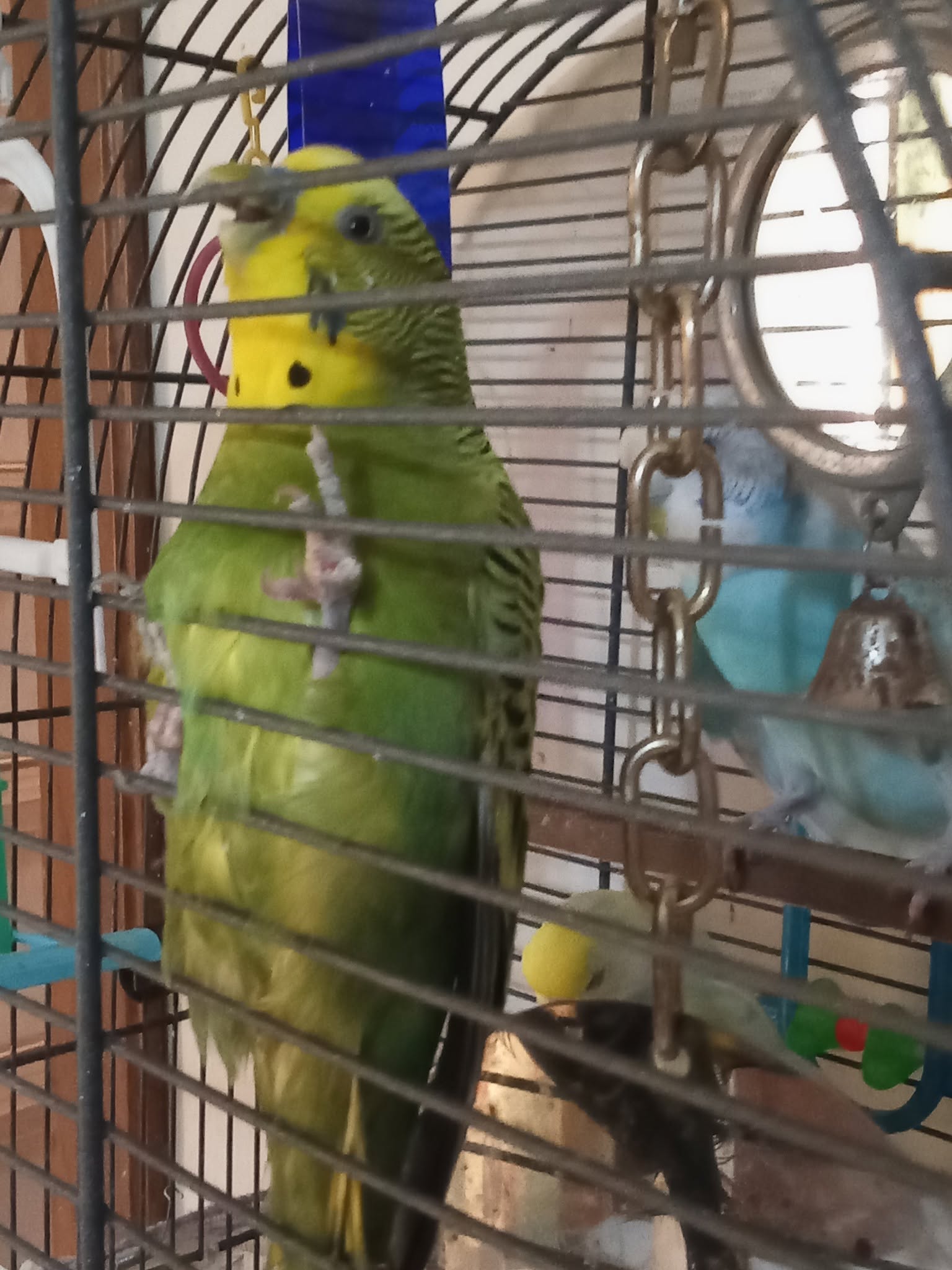 budgie heat stress warning signs panting UK