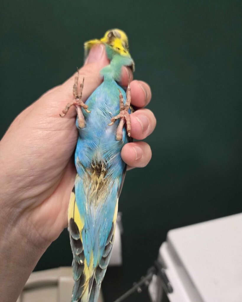 budgie hiding illness early signs UK 
