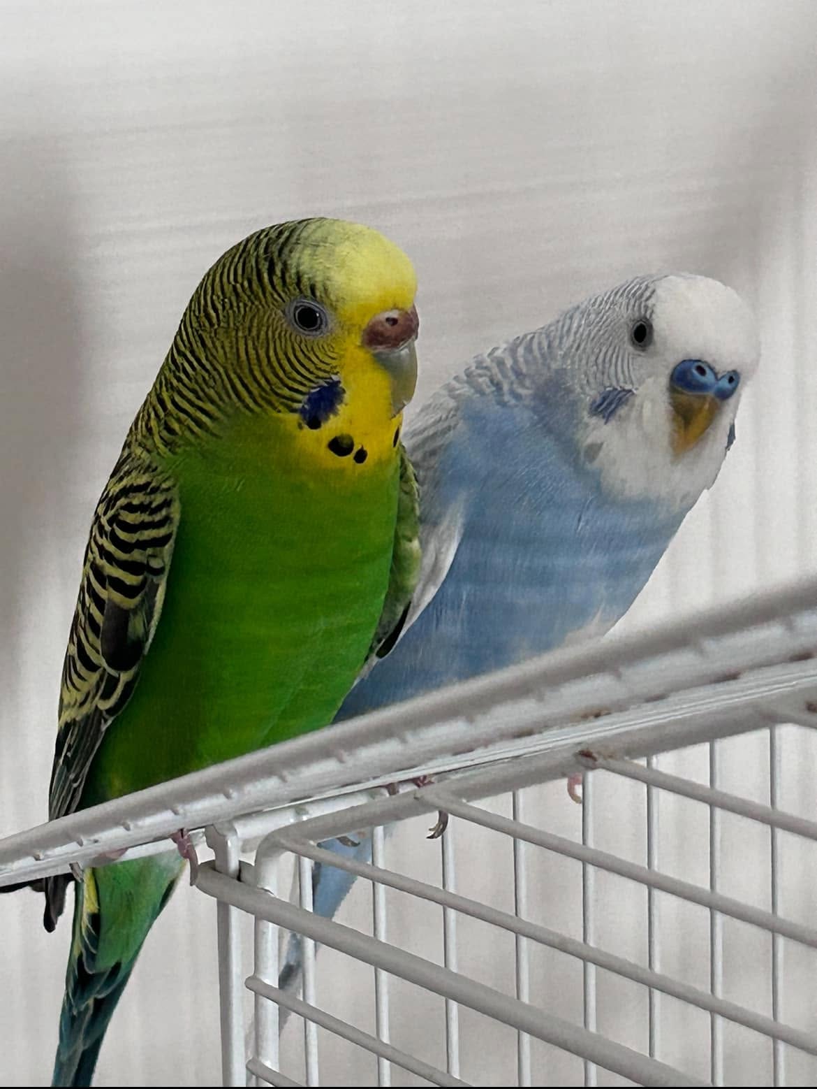 budgie hormonal behaviour aggressive UK 