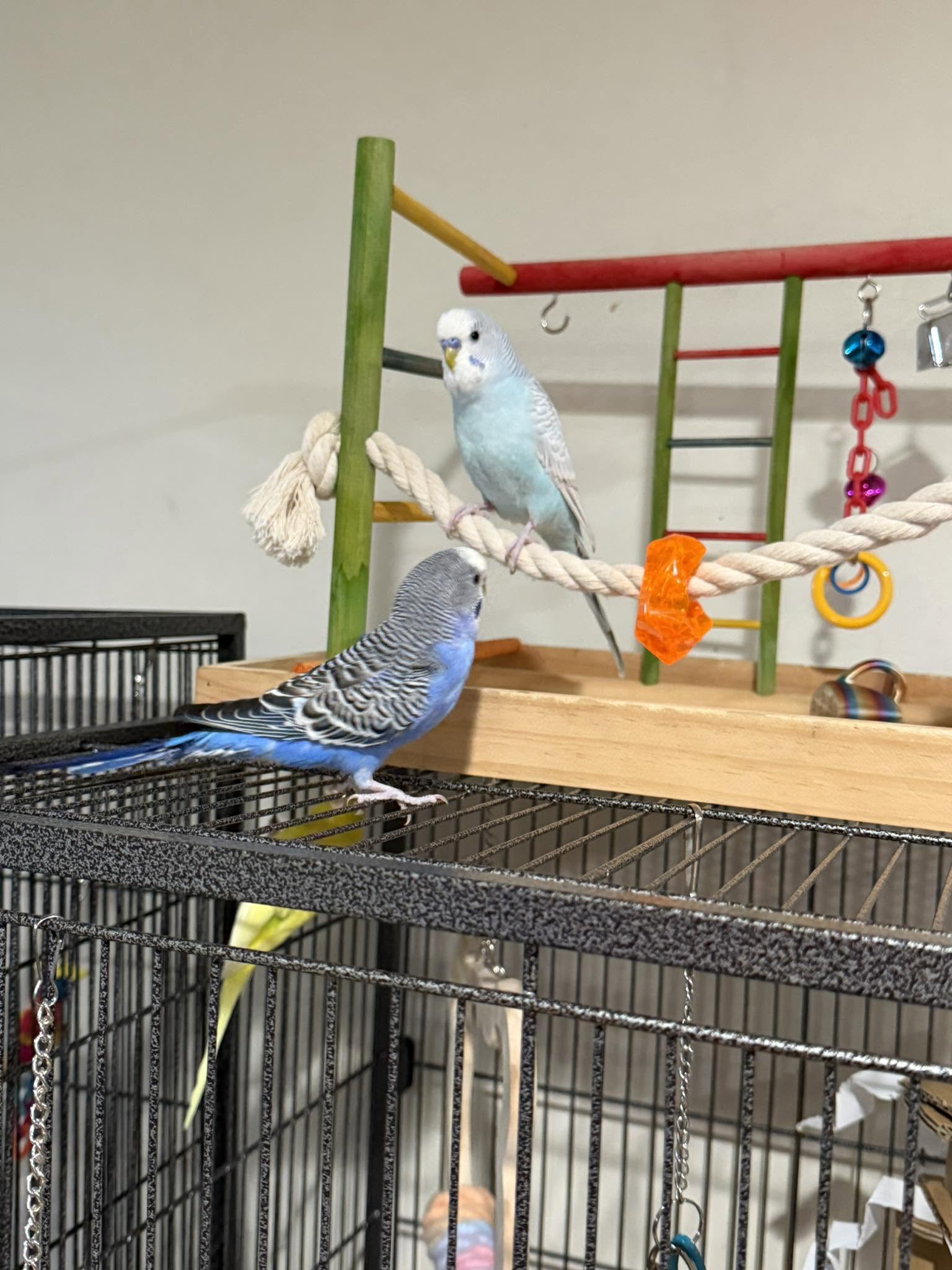 budgie illness heat UK physiology organ stress