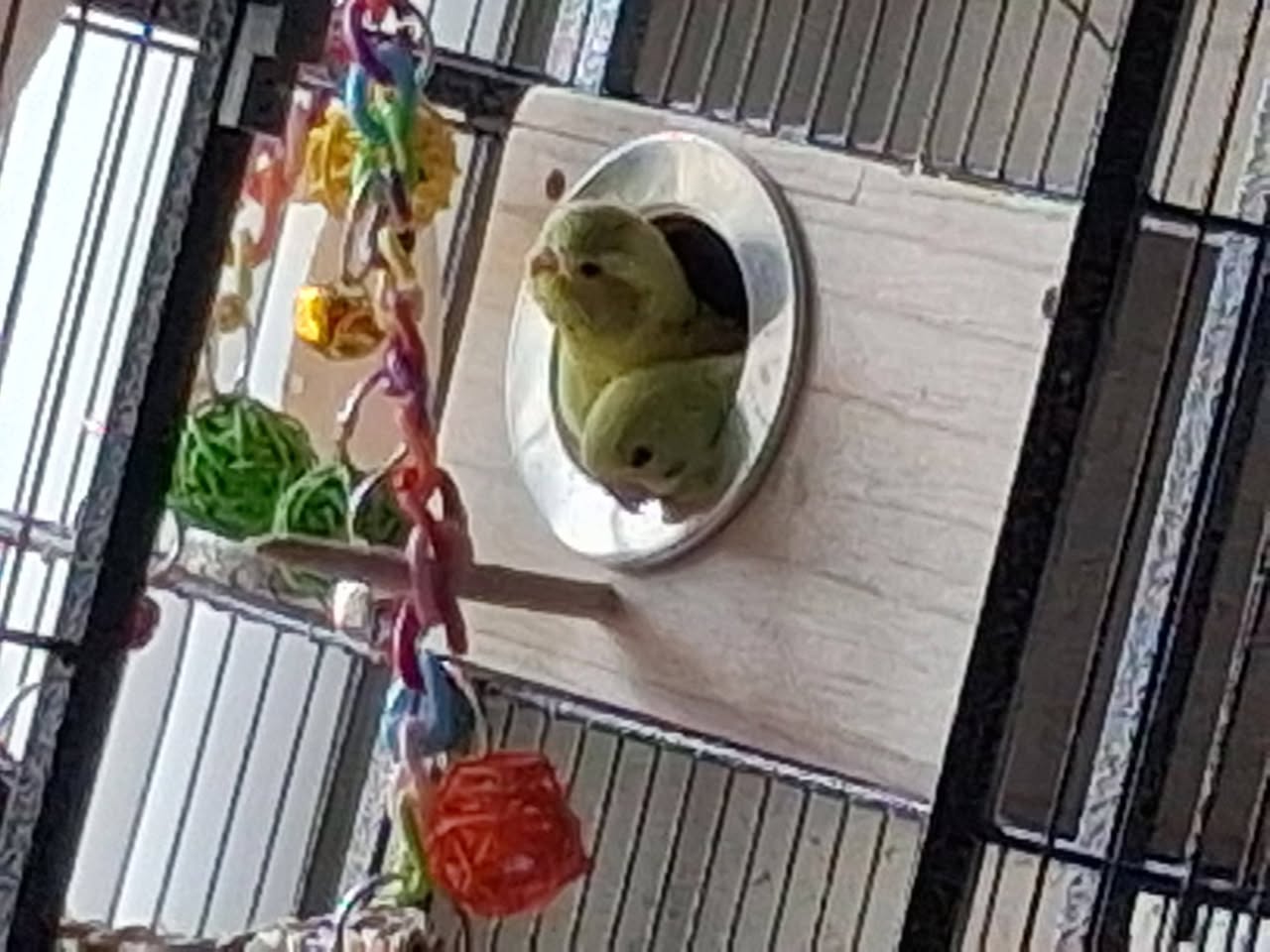 budgie in cage UK 2026