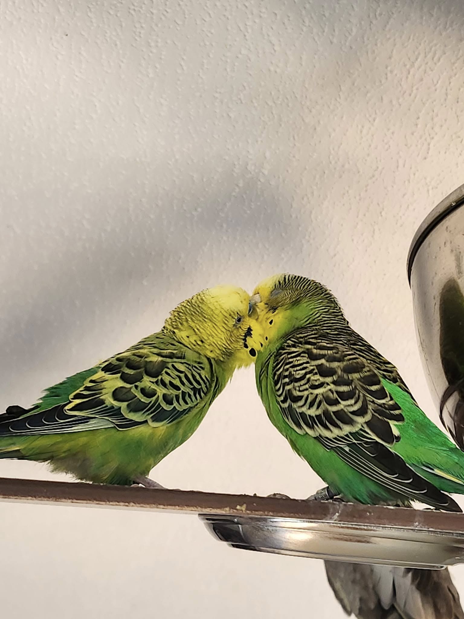budgie individual personality character UK
